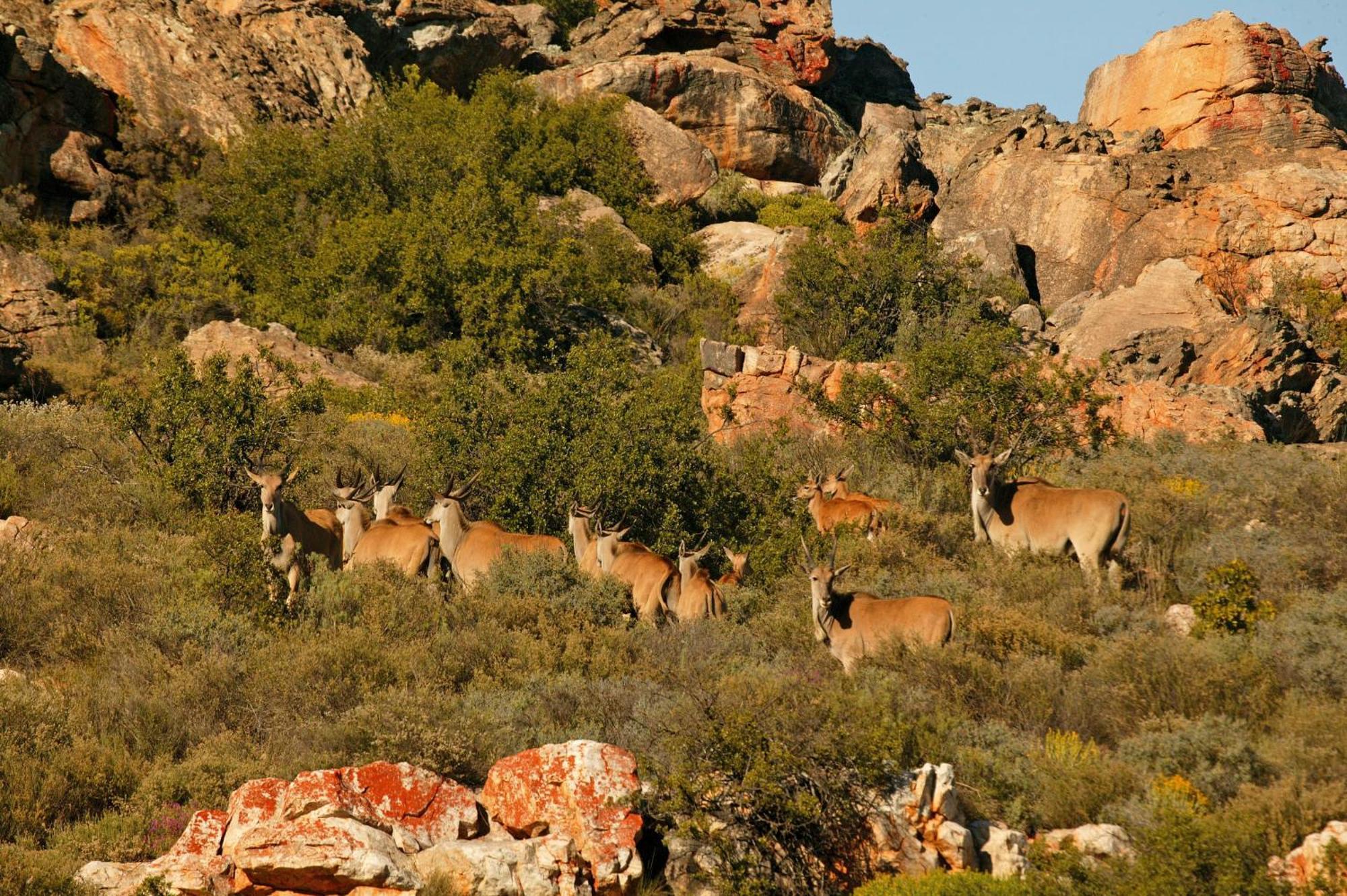 Bushmans Kloof Wilderness Reserve And Wellness Retreat Clanwilliam Luaran gambar