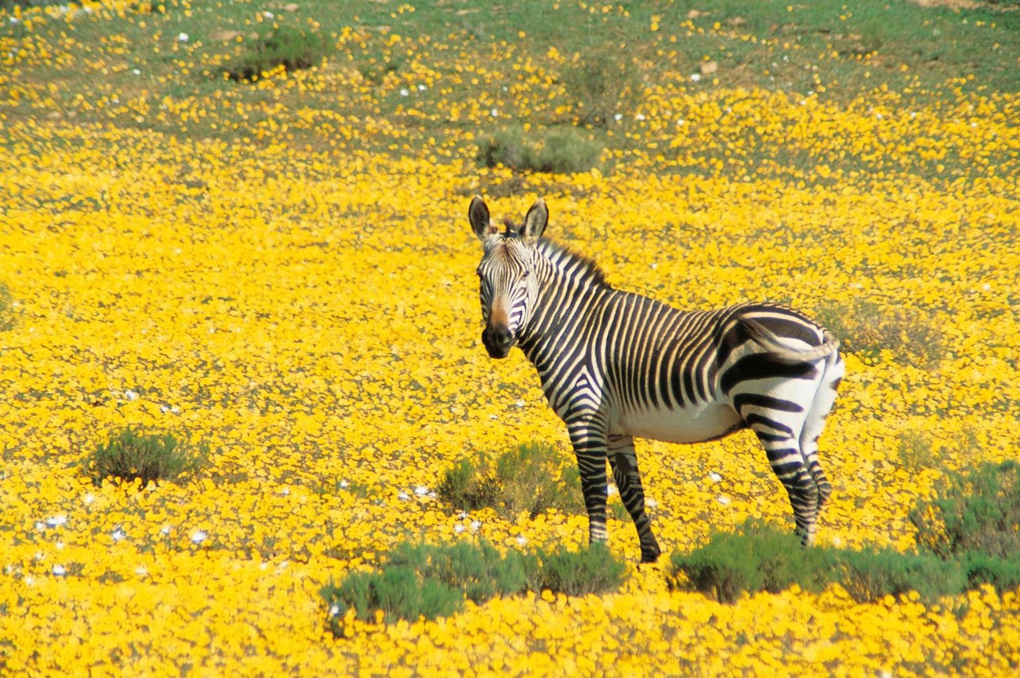 Bushmans Kloof Wilderness Reserve And Wellness Retreat Clanwilliam Luaran gambar